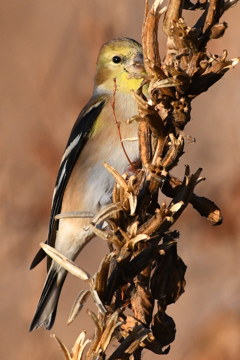 čížek žlutý - ML645440475