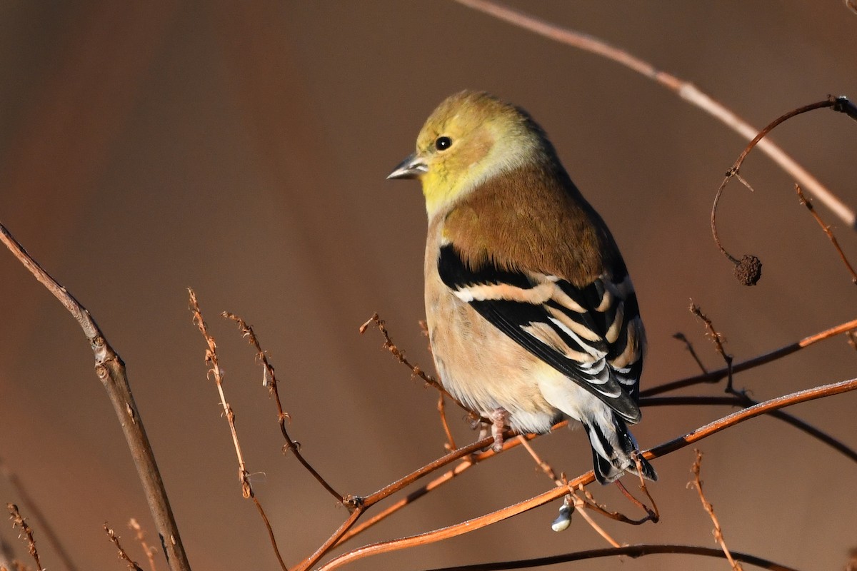 čížek žlutý - ML645440477