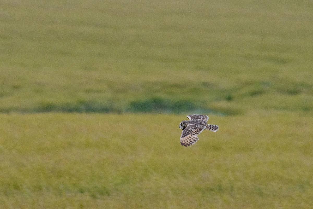 コミミズク - ML645440481