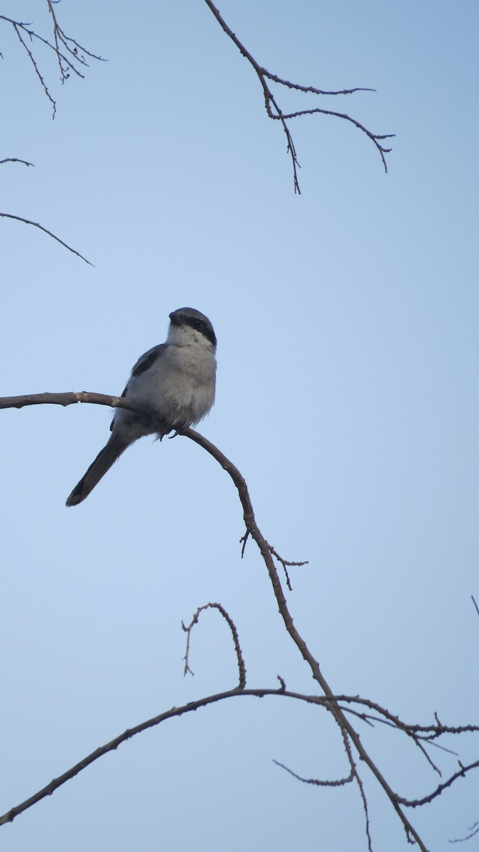 ťuhýk šedý - ML645440483