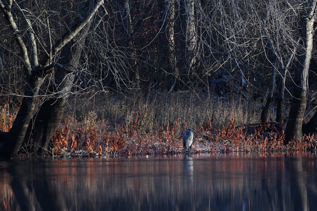 Great Blue Heron - ML645440487