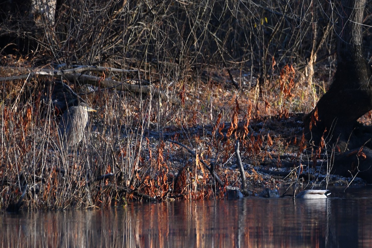 Great Blue Heron - ML645440488