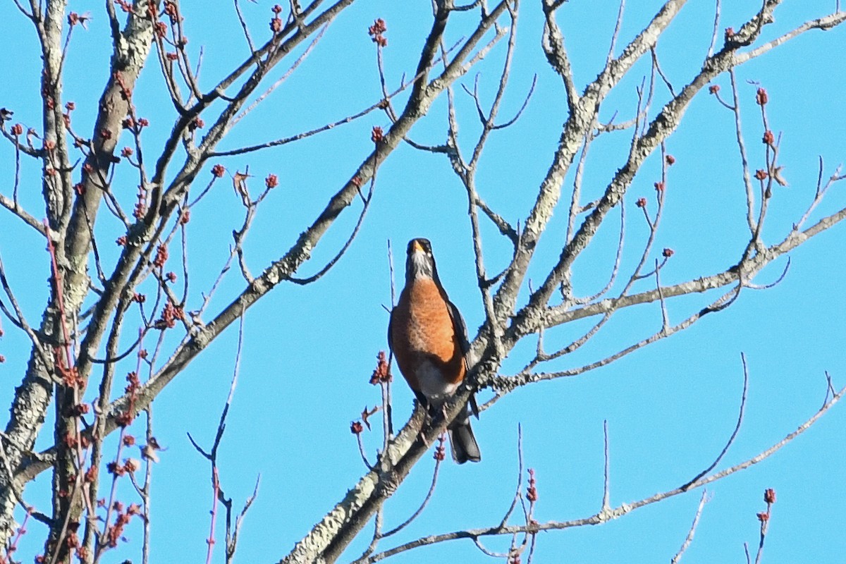 American Robin - ML645440490