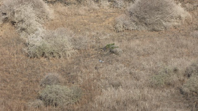 Hen Harrier - ML645440492