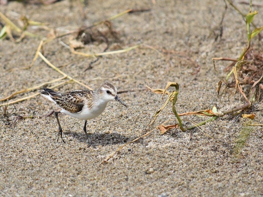 Little Stint - ML645440493
