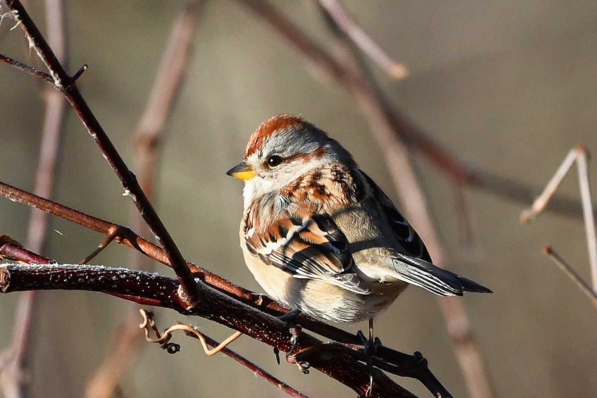 Hudson Körfezi Serçesi - ML645440495