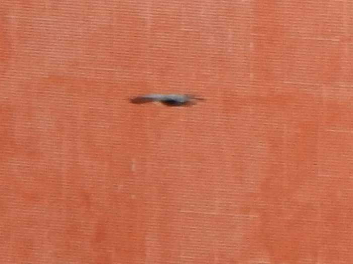 Roadside Hawk - ML645440498