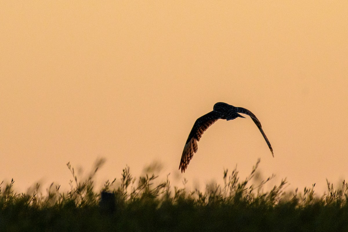 コミミズク - ML645440500