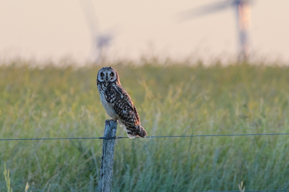 コミミズク - ML645440501