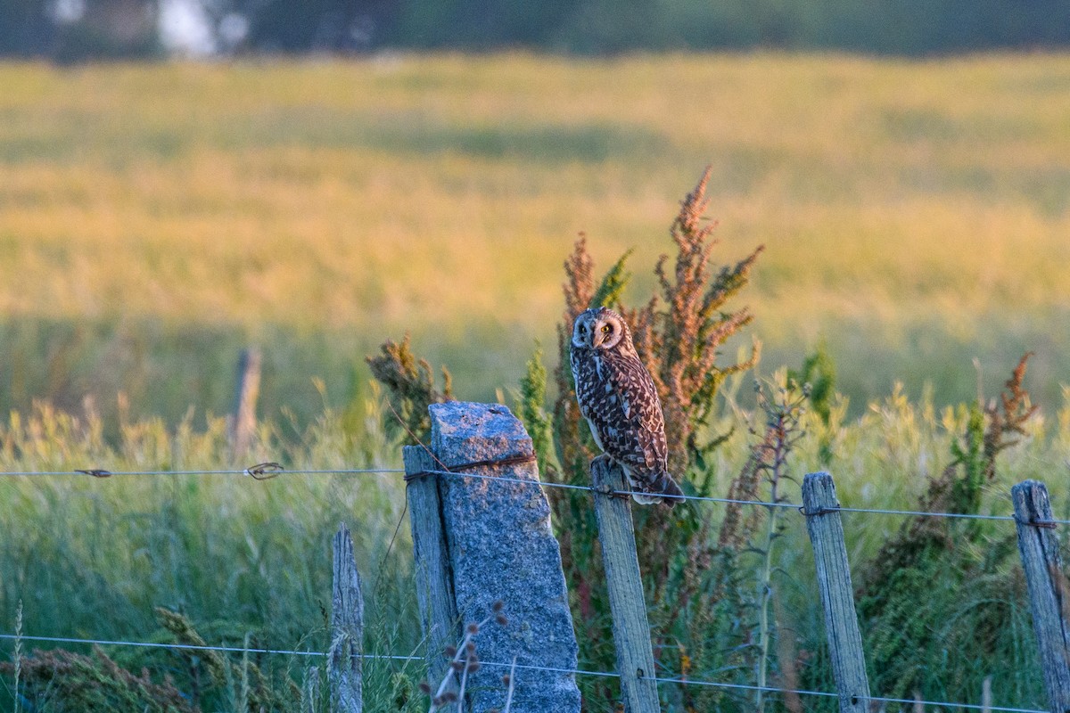 コミミズク - ML645440502