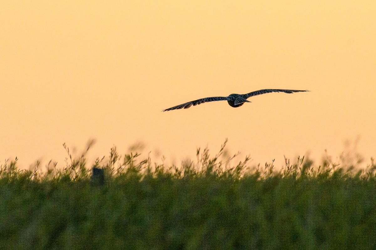 コミミズク - ML645440503