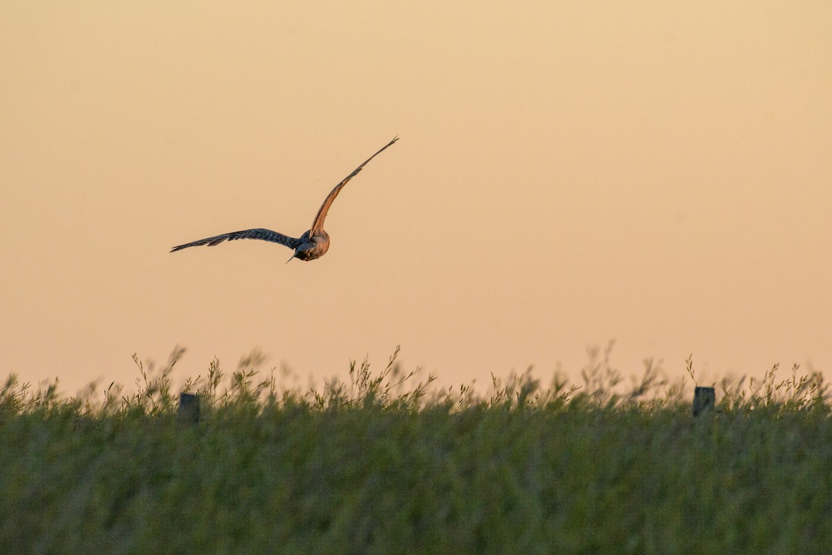 コミミズク - ML645440504