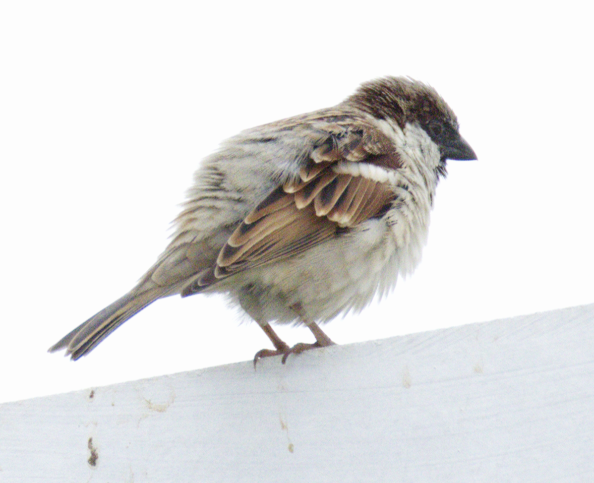 Gorrión Común - ML645440505