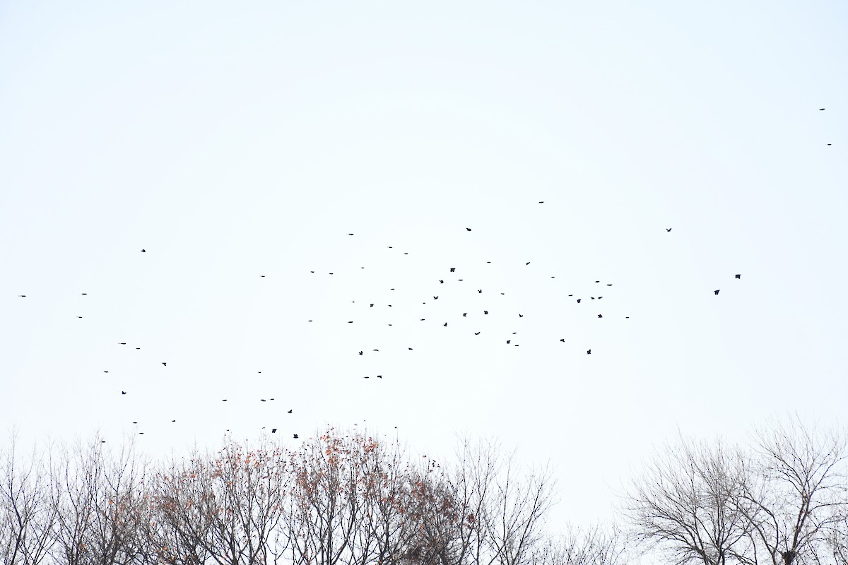 vlhovec červenokřídlý - ML645440506