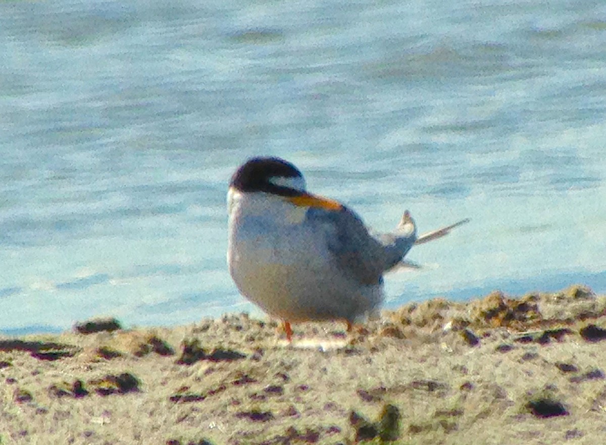 Little Tern - ML645440508