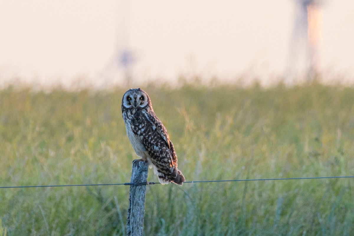 コミミズク - ML645440509