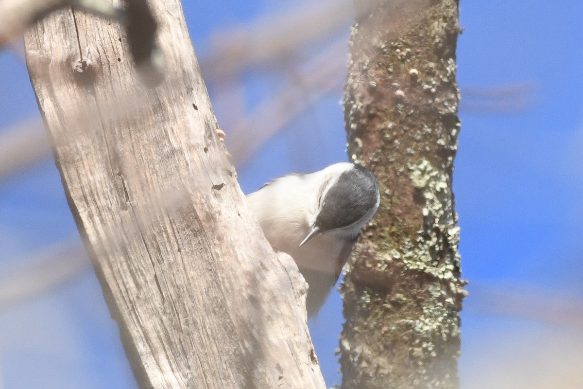 brhlík běloprsý - ML645440510