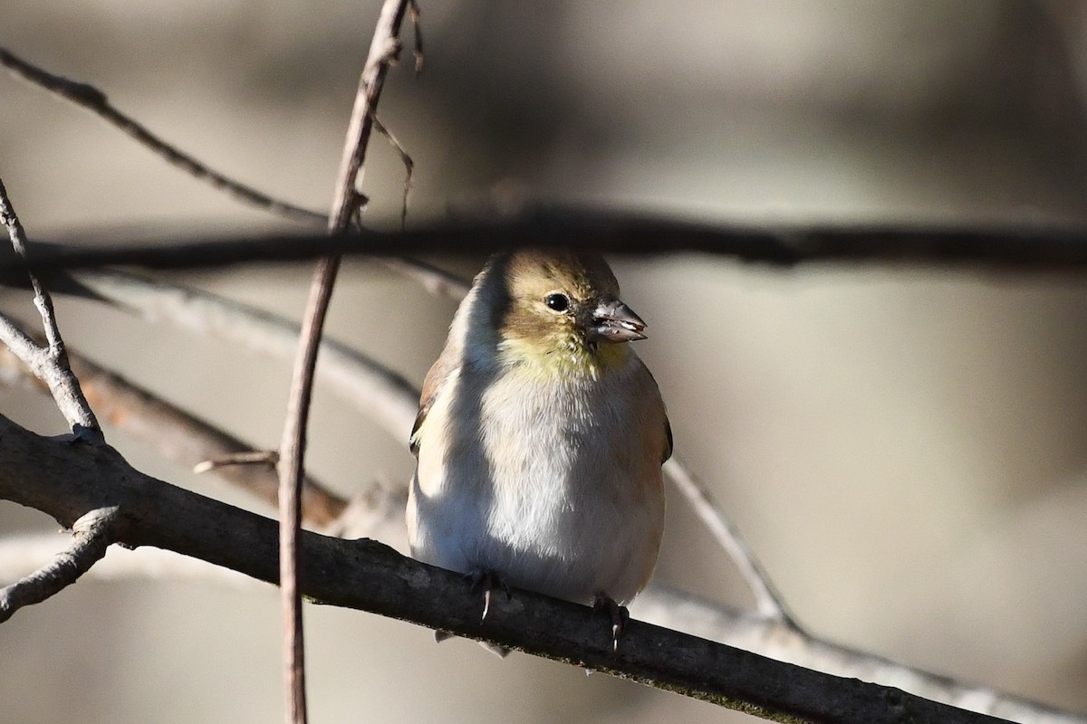 čížek žlutý - ML645440517