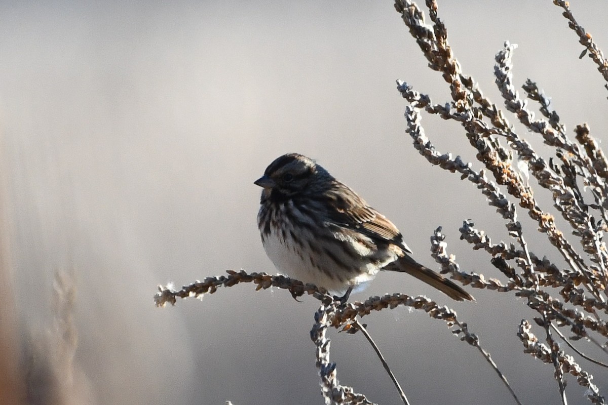 strnadec zpěvný - ML645440518