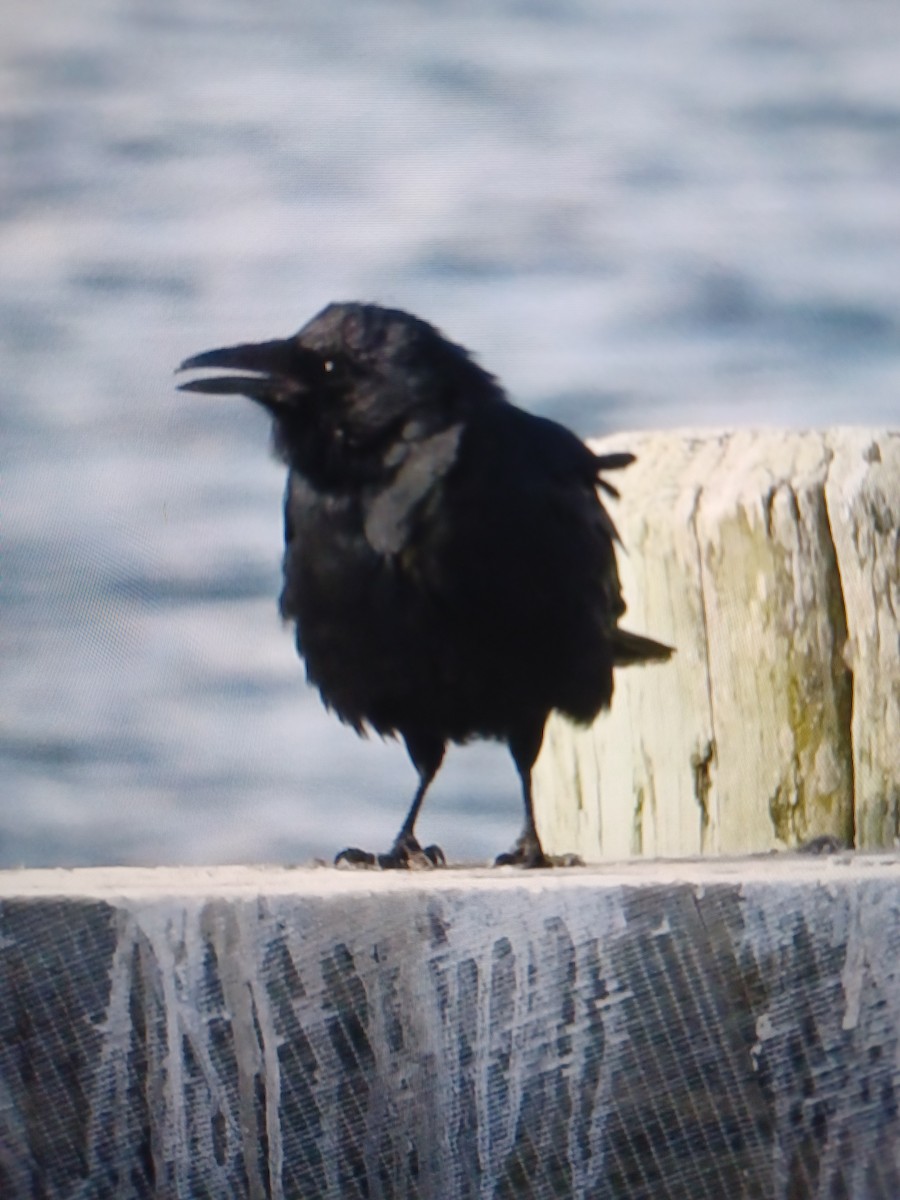 Fish Crow - ML645440520