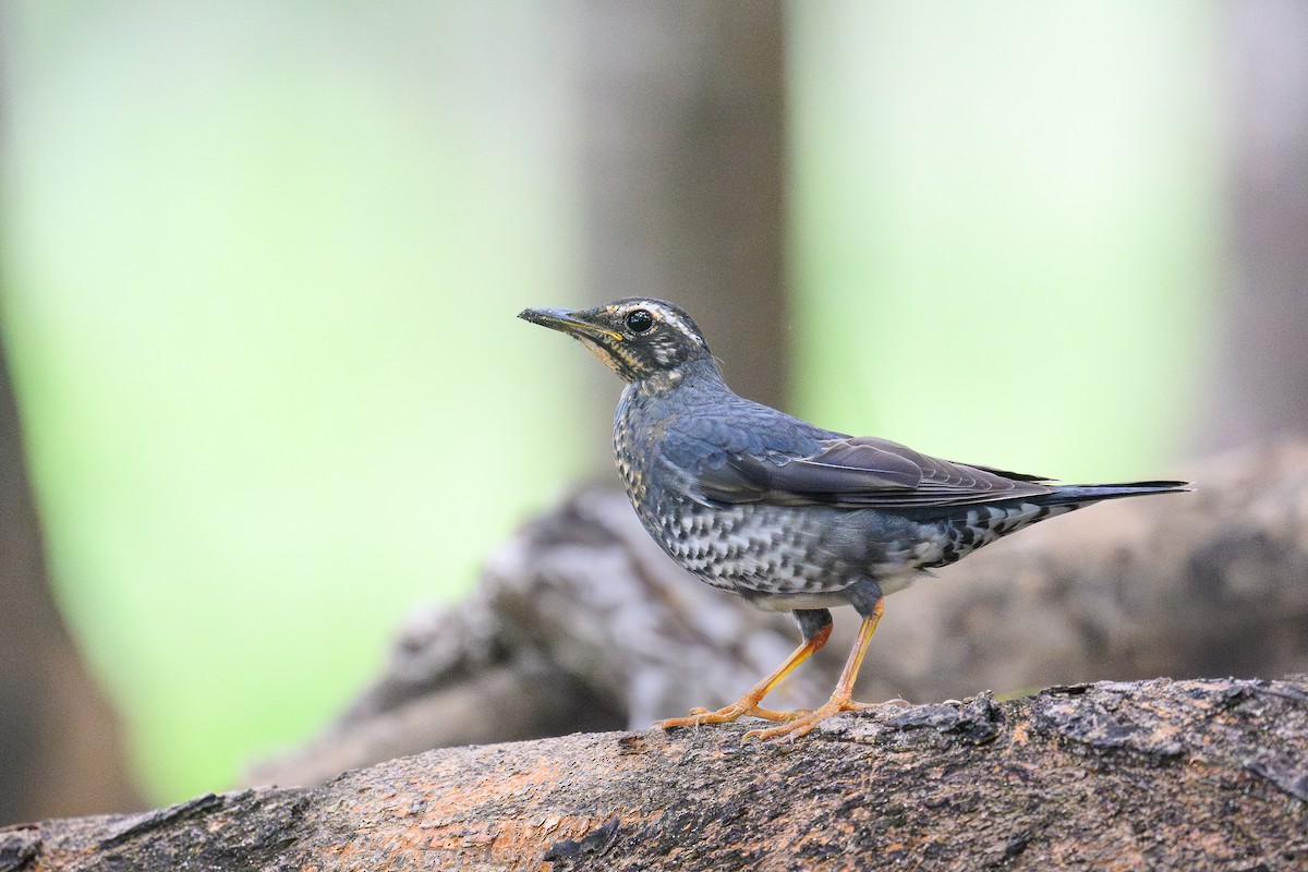 Siberian Thrush - ML645440521