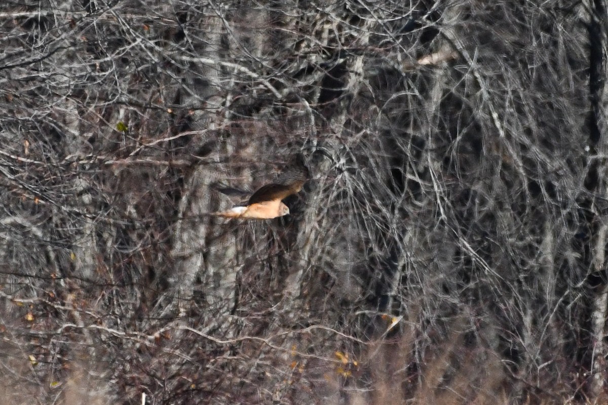 Лунь американський - ML645440522