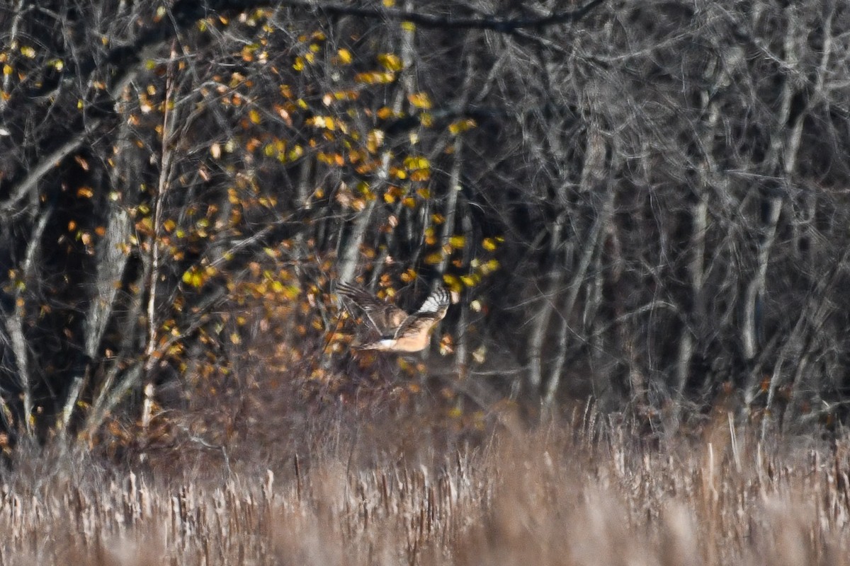 Лунь американський - ML645440523