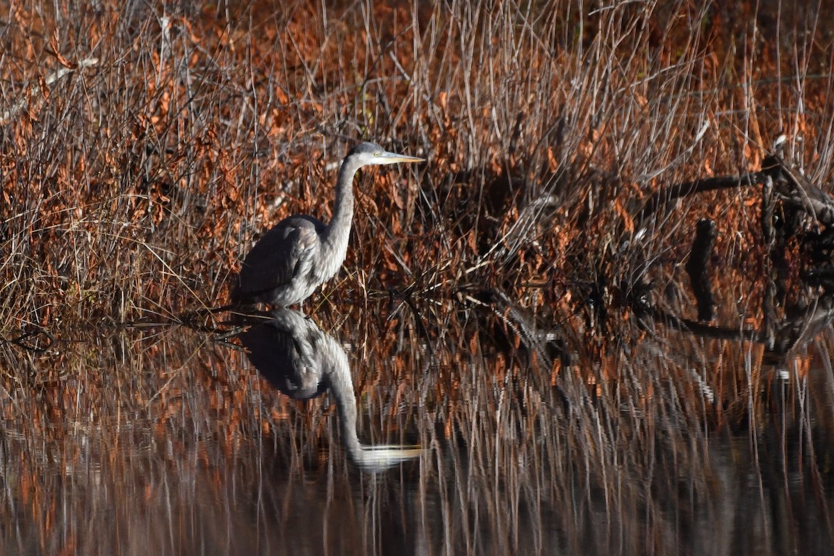 Great Blue Heron - ML645440525