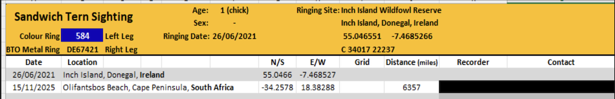 Sandwich Tern (Eurasian) - ML645440528