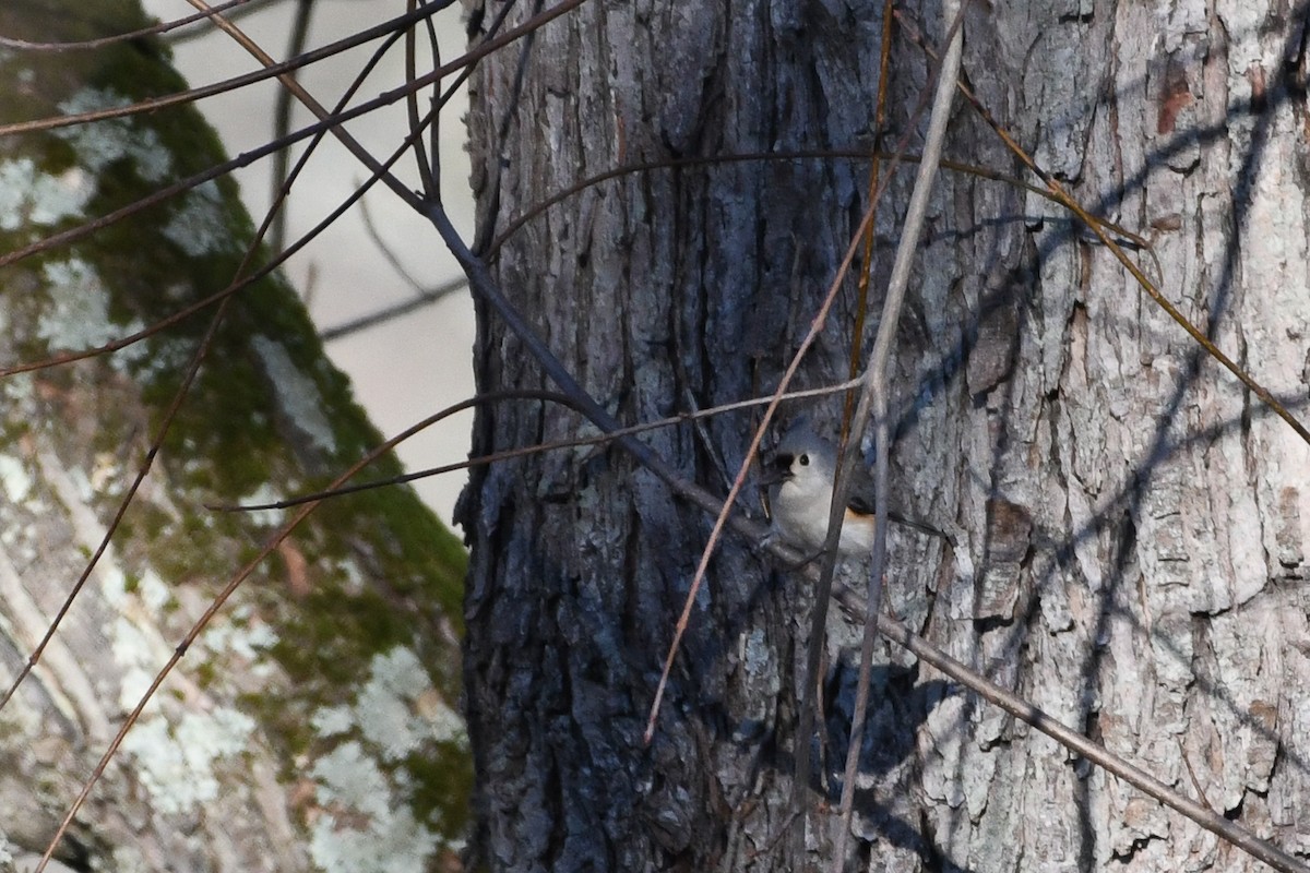 sýkora rezavoboká - ML645440530