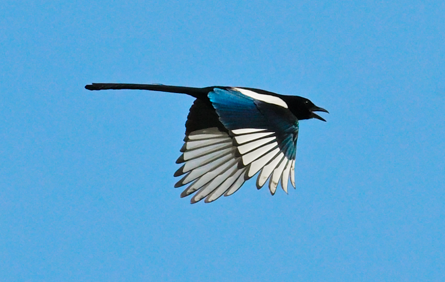 Orientelster - ML645440533