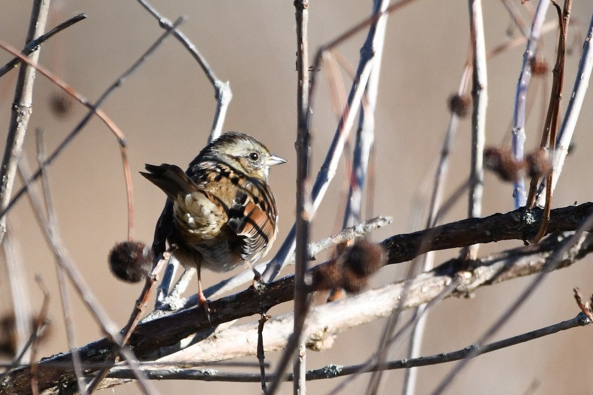 Swamp Sparrow - ML645440534