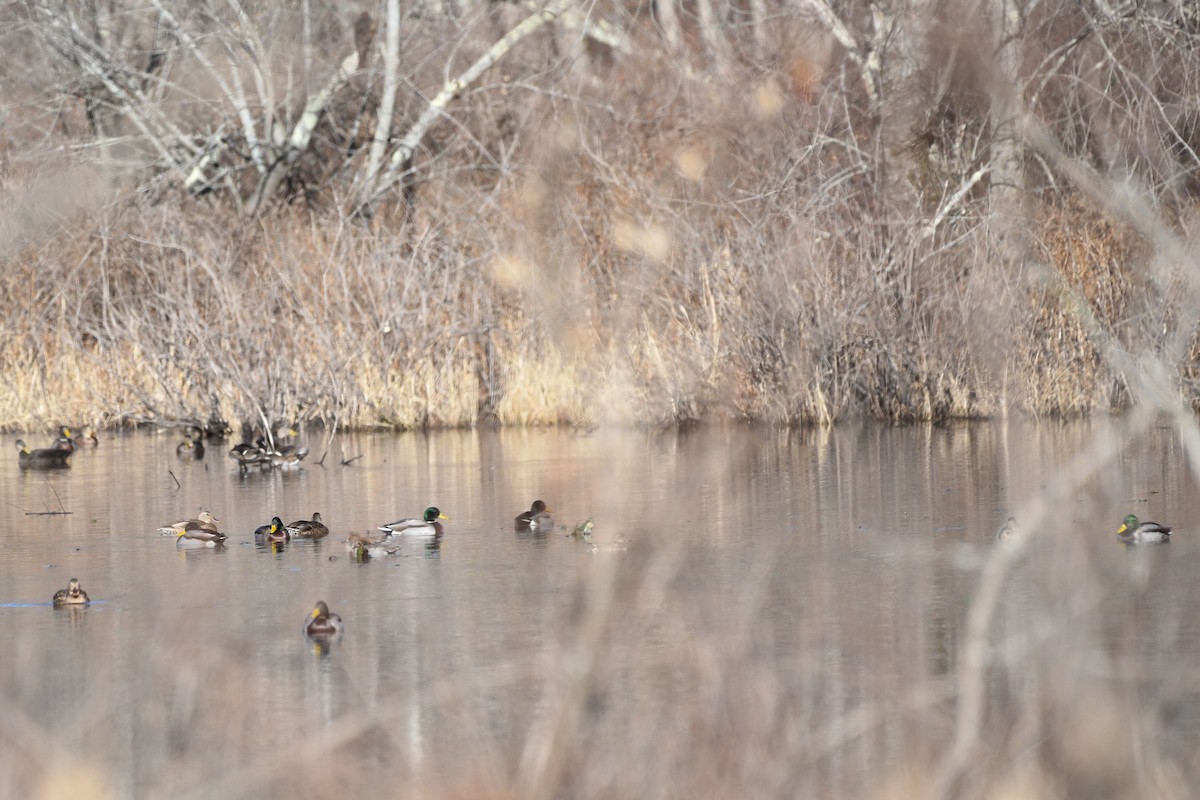 kachna divoká - ML645440537