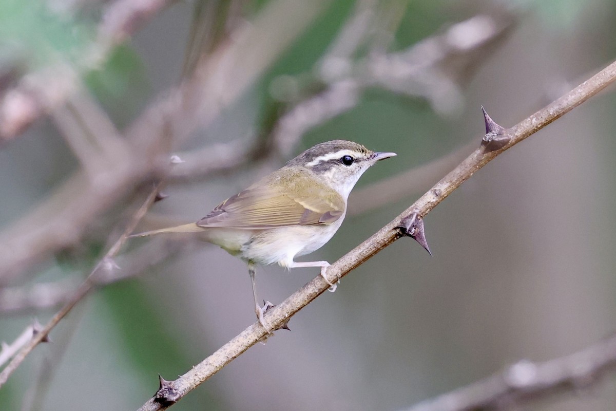 Sakhalin Leaf Warbler - ML645440539