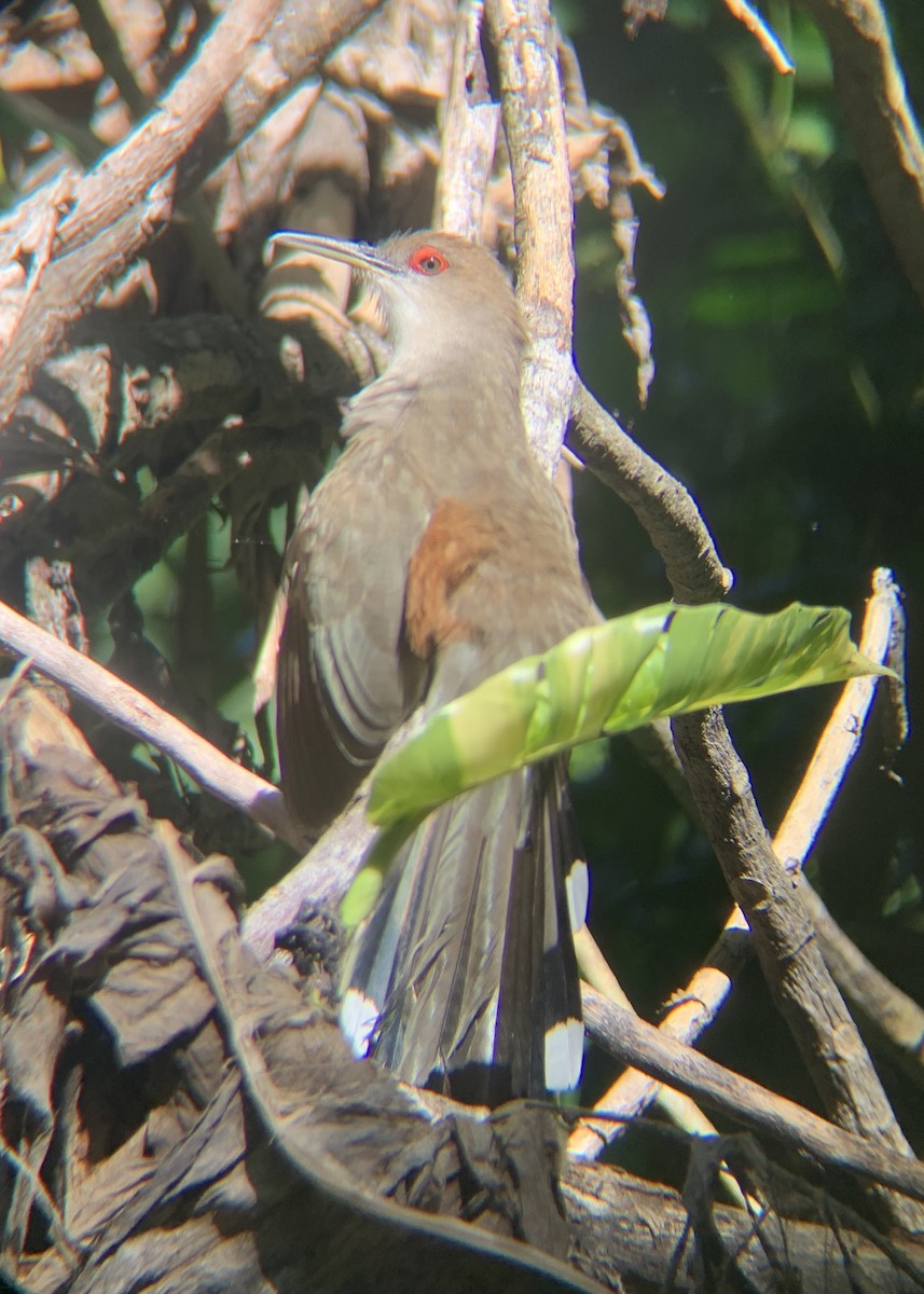 Puerto Rican Lizard-Cuckoo - ML645440542