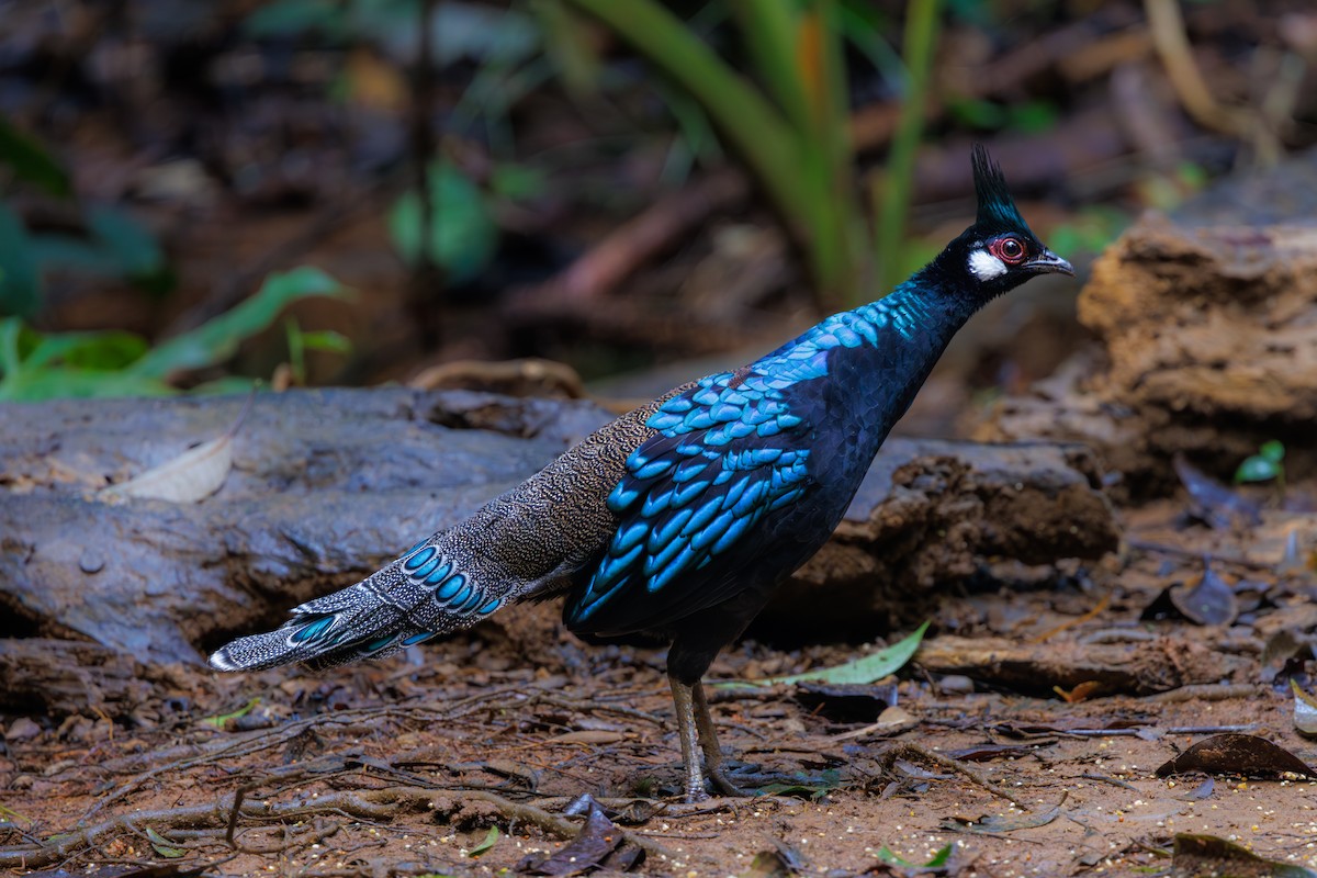 Palawan Peacock-Pheasant - ML645440545