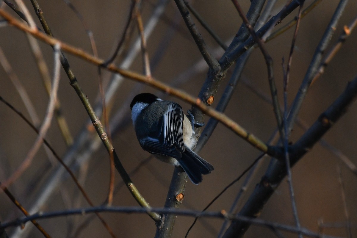 sýkora černohlavá - ML645440546