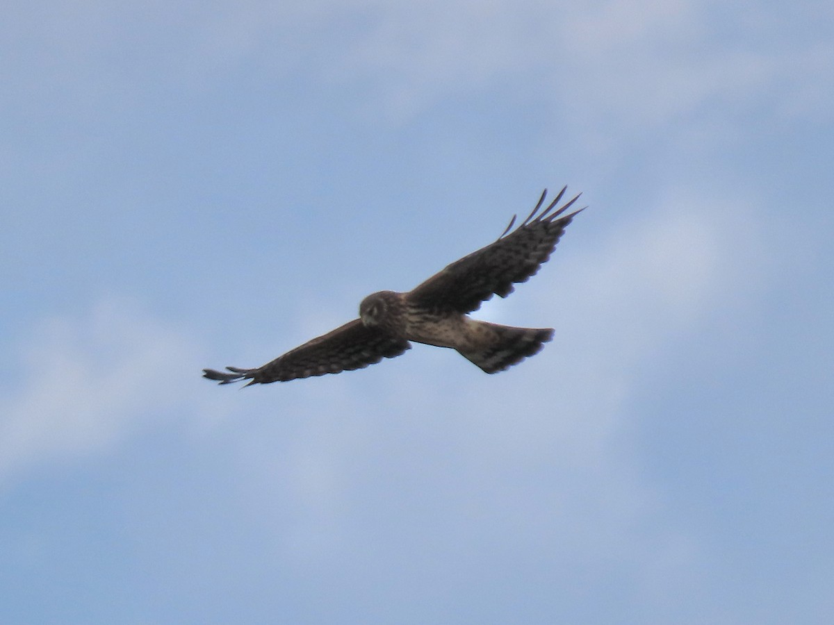 Лунь американський - ML645440548