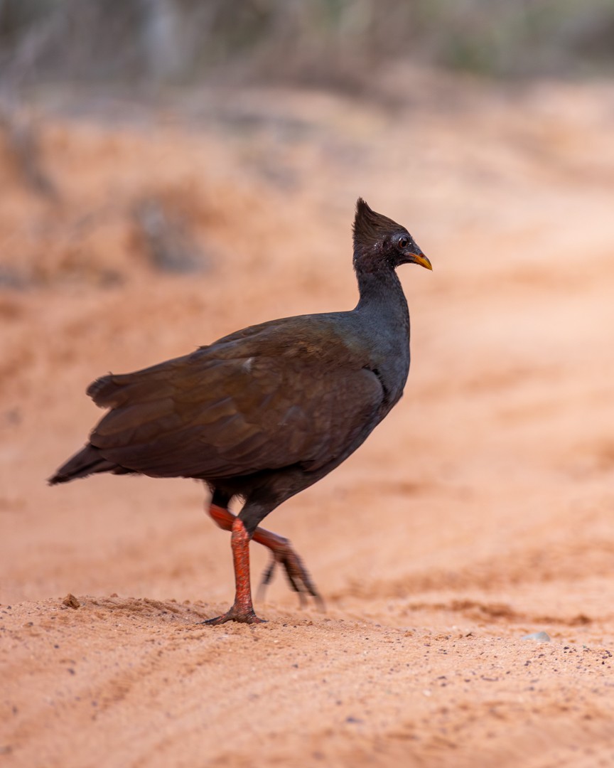 Orange-footed Megapode - ML645440549