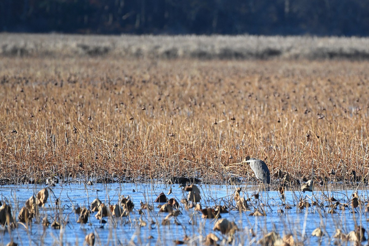 Great Blue Heron - ML645440550