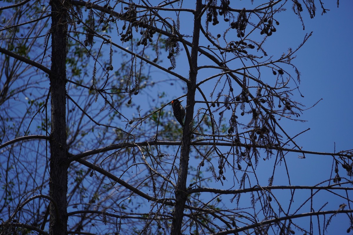 Striped Woodpecker - ML645440551