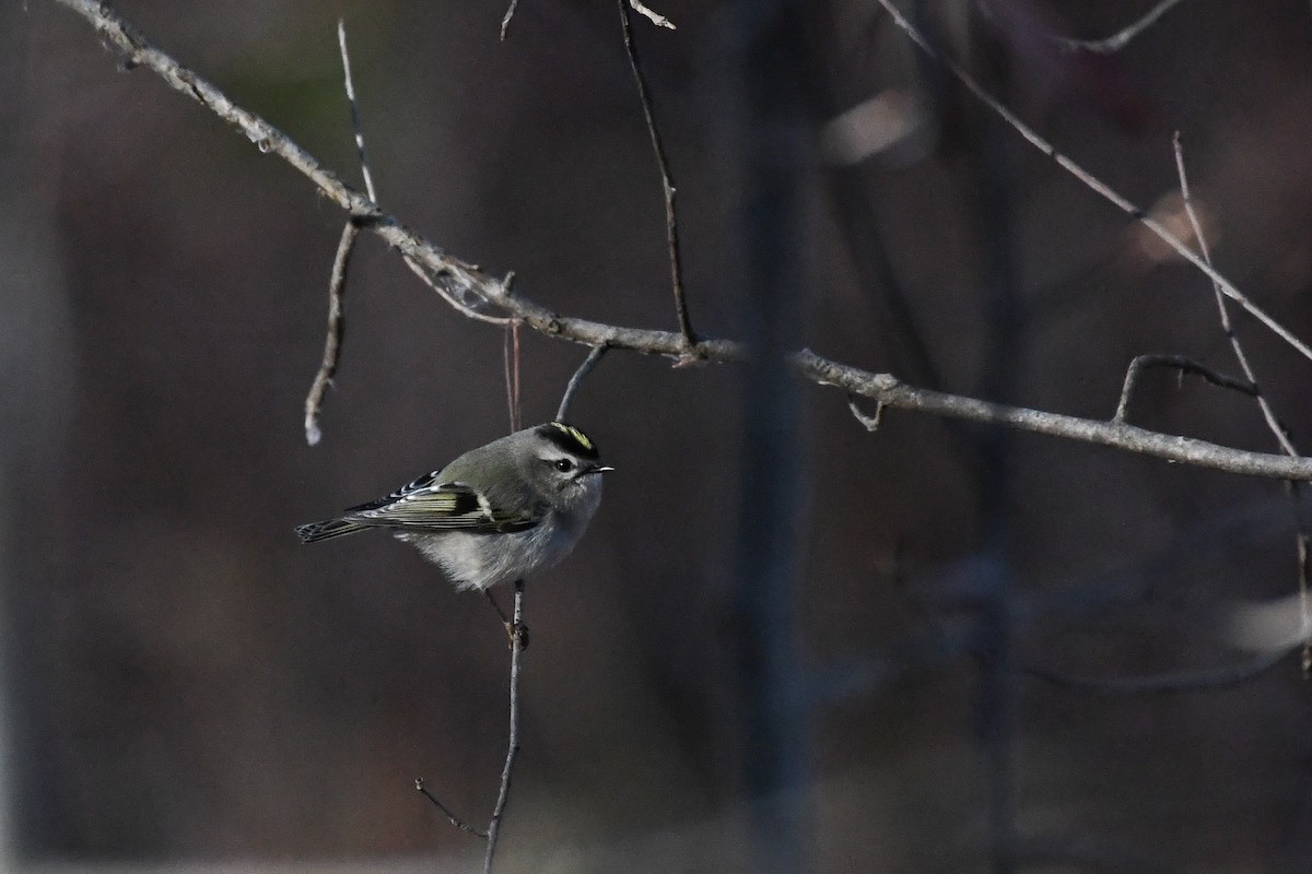 králíček zlatohlavý - ML645440553