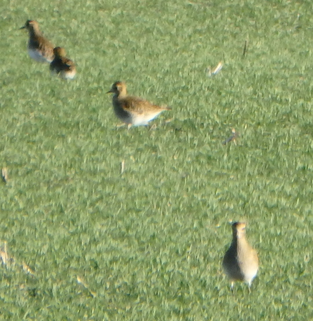 Сивка звичайна - ML645440555