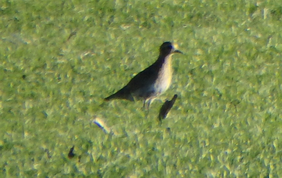 Сивка звичайна - ML645440559