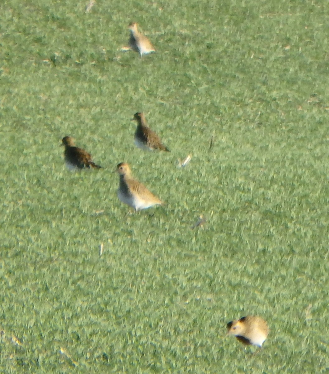 Сивка звичайна - ML645440560