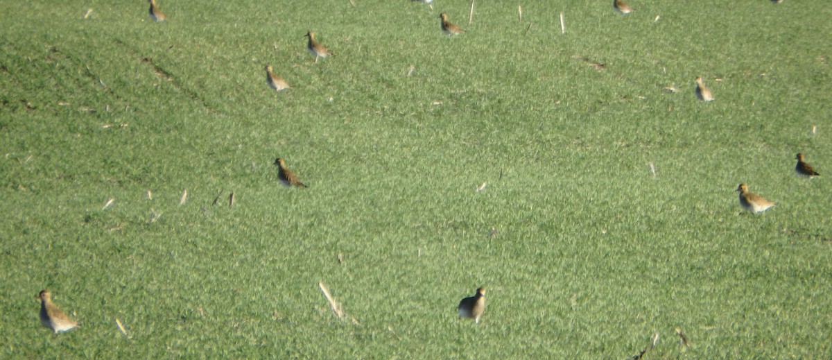 Сивка звичайна - ML645440561