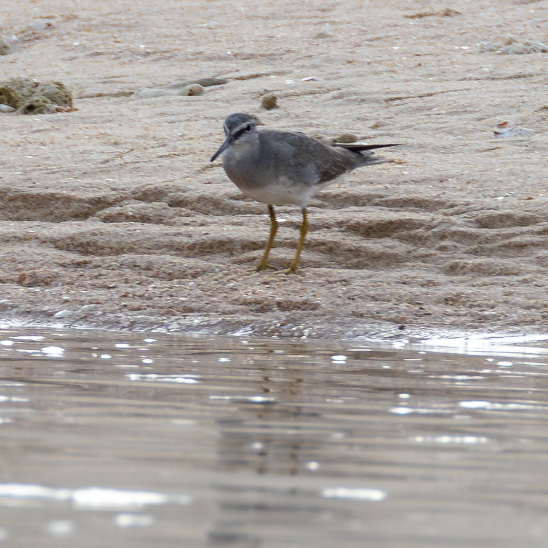 キアシシギ - ML645440562