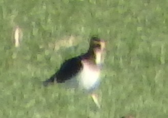 čejka chocholatá - ML645440563