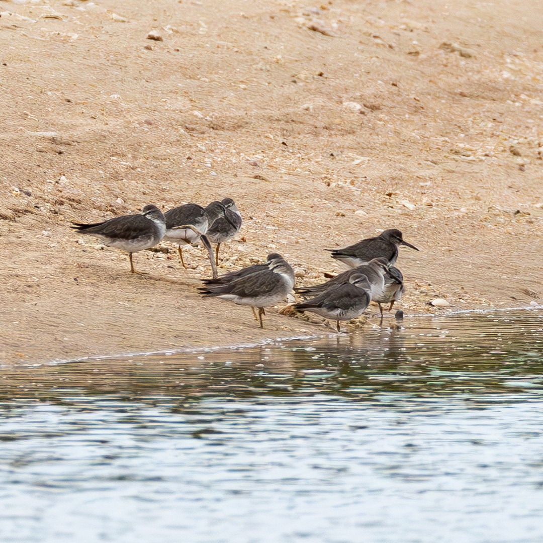 キアシシギ - ML645440567