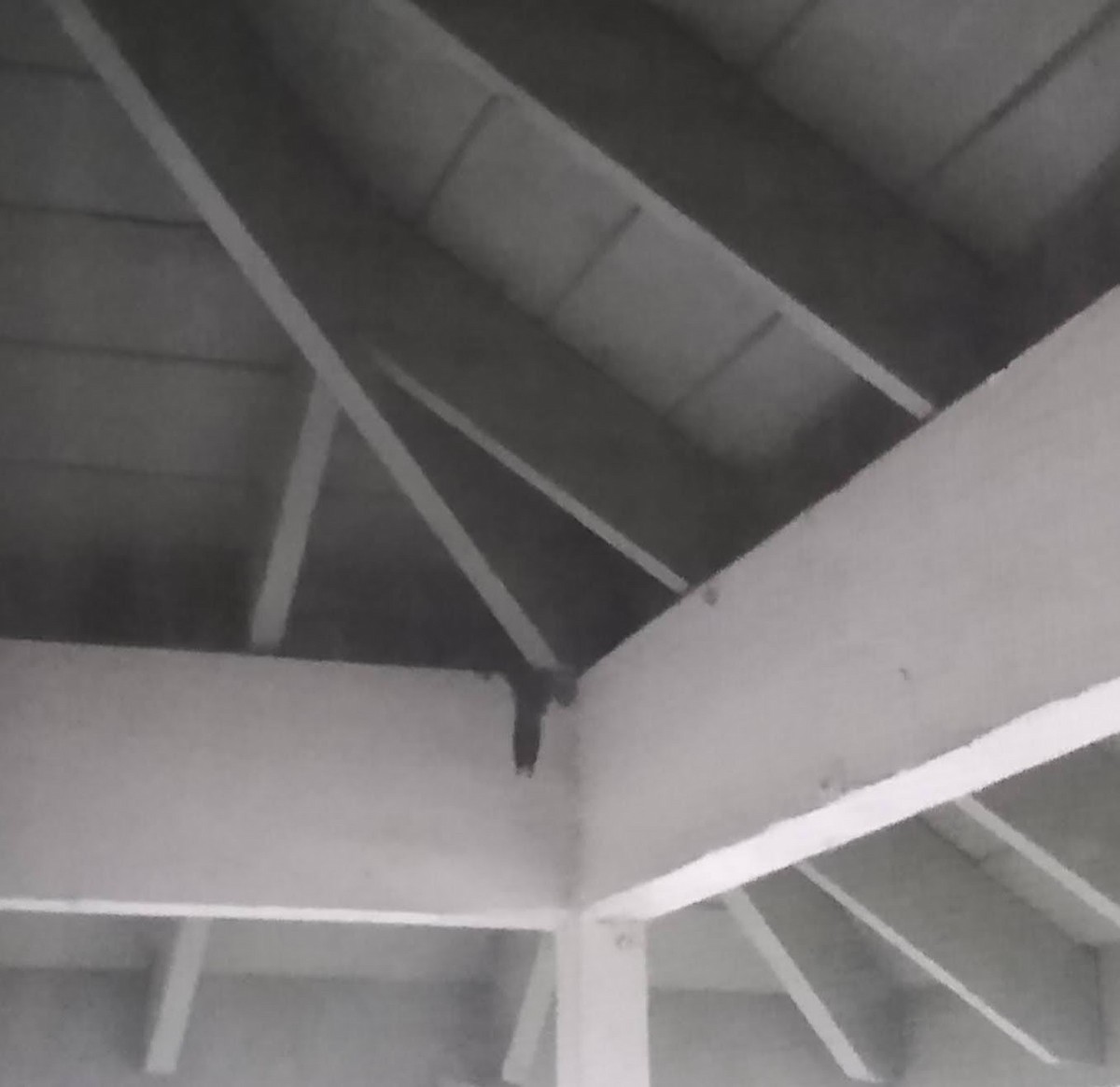 Northern Flicker - ML645440568